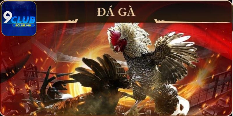 Một số mẹo chơi Đá gà 9Club