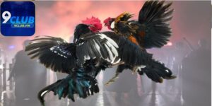 Tìm hiểu đôi nét về game Đá gà 9Club